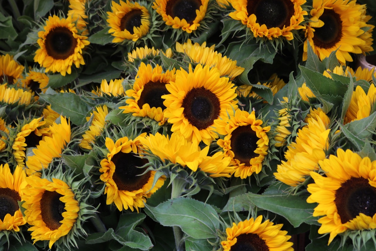 fernando-alvarez-rodriguez-M7GddPqJowg-unsplash